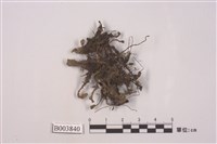 藏品(小金髮苔屬)的圖片